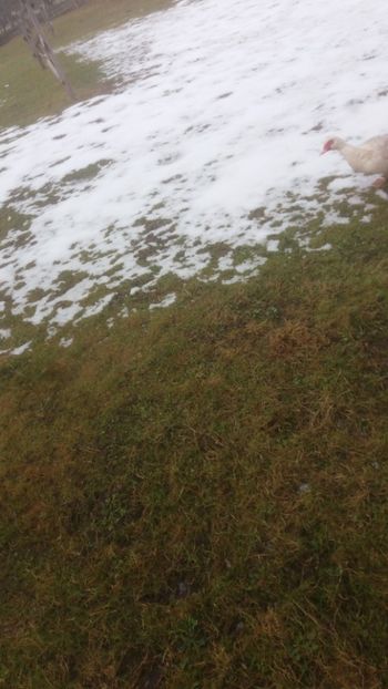  - 01 - Matca pentru 2018