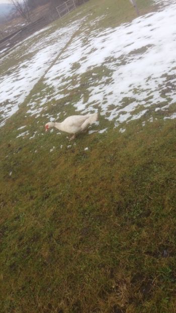  - 01 - Matca pentru 2018