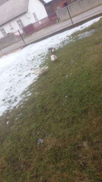  - 01 - Matca pentru 2018