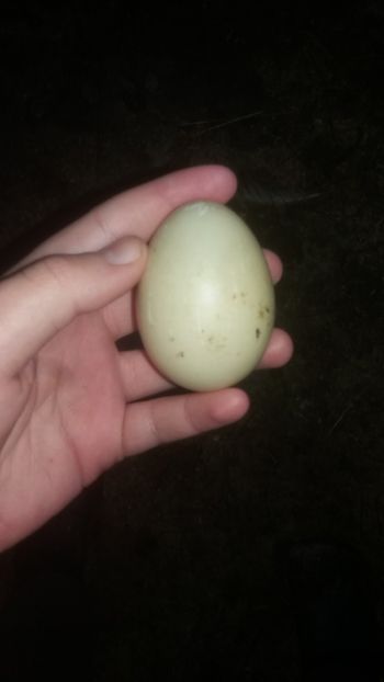 11.01m - 01 - Matca pentru 2018