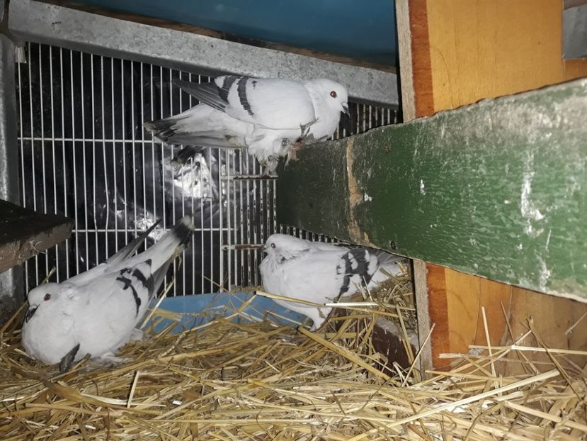  - PORUMBEI DE GHEATA