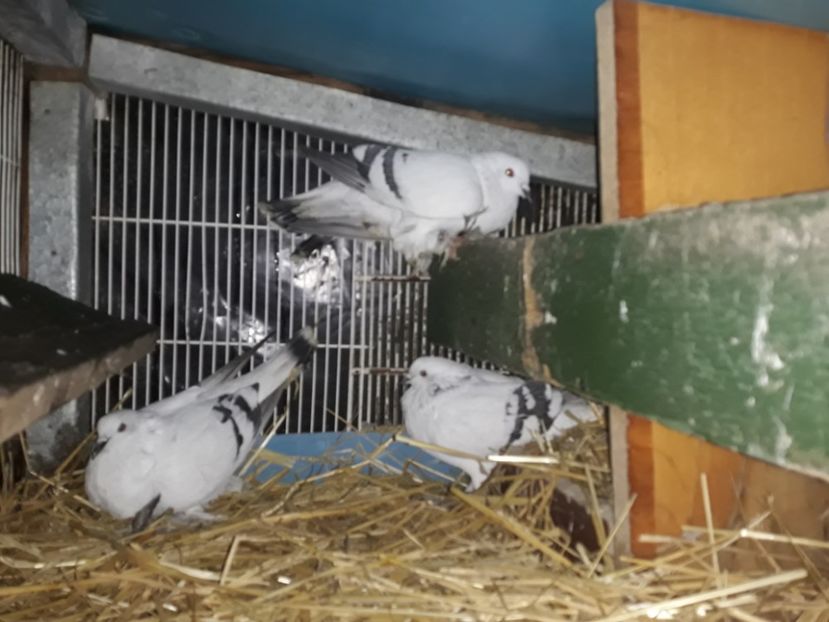  - PORUMBEI DE GHEATA