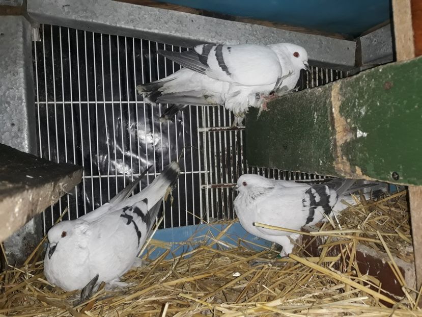  - PORUMBEI DE GHEATA