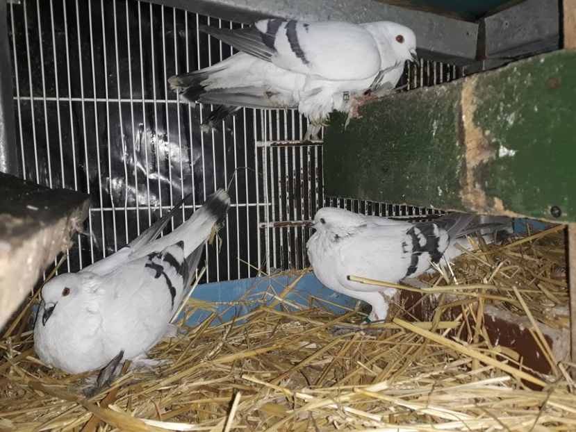  - PORUMBEI DE GHEATA