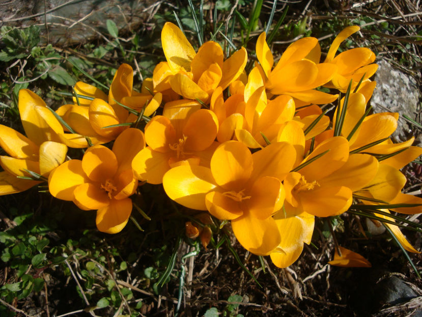 Crocus aureus  Sm.1806. - Genul Crocus