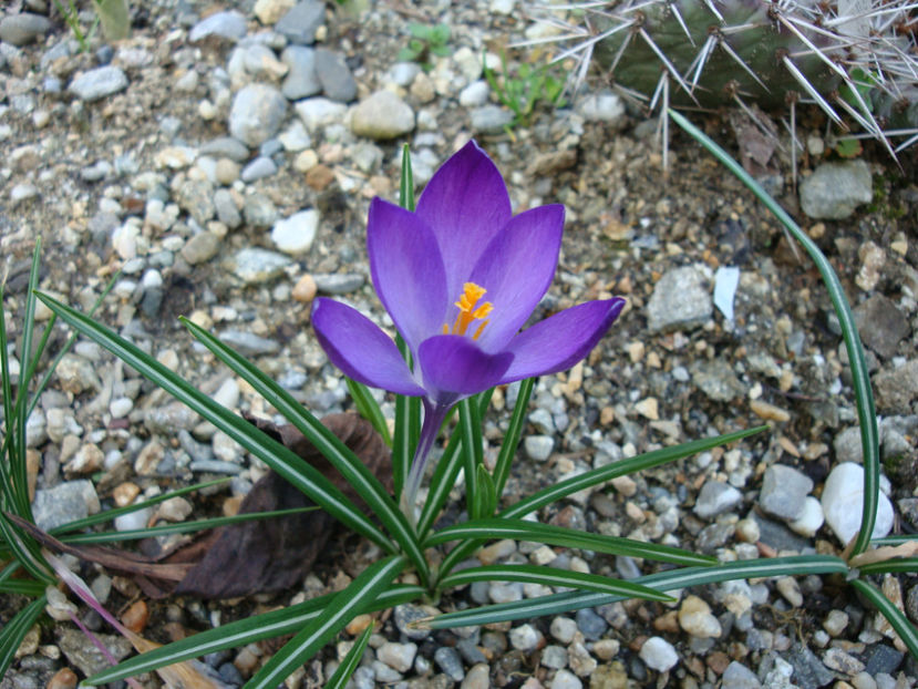 Crocus heuffelianus Herb.1847. - Genul Crocus