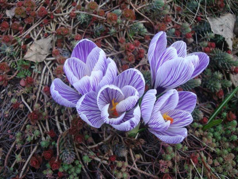 Crocus moabiticus Bornm.1912. - Genul Crocus