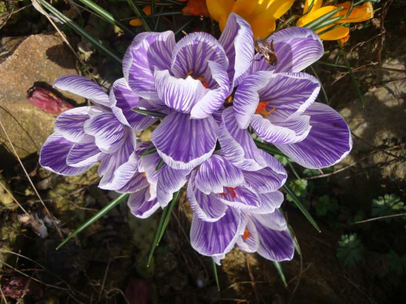 Crocus moabiticus Bornm.1912. - Genul Crocus