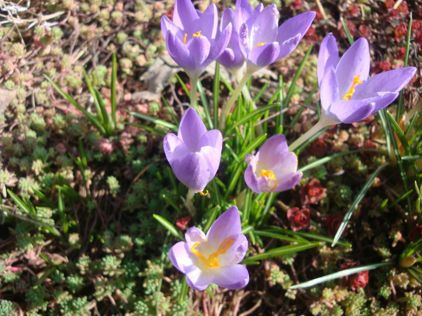 Crocus sativus L.1753. - Genul Crocus