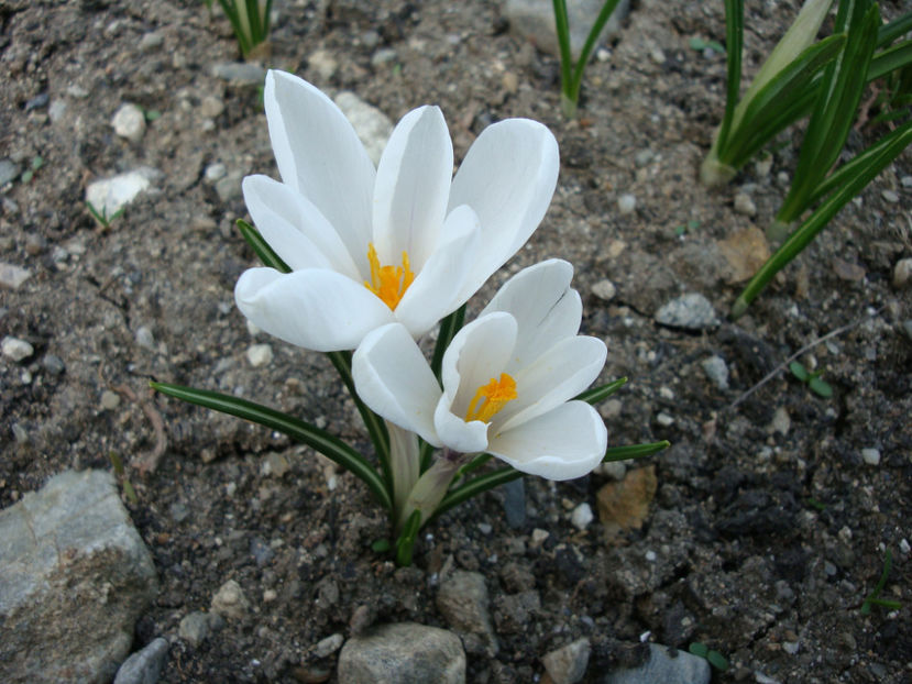 Crocus vernus subsp. albiflorus (Kit. ex Schult.) Ces.1844. - Genul Crocus