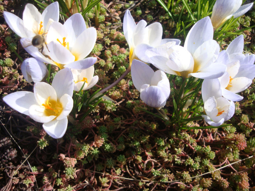 Crocus vernus subsp. albiflorus (Kit. ex Schult.) Ces.1844. - Genul Crocus