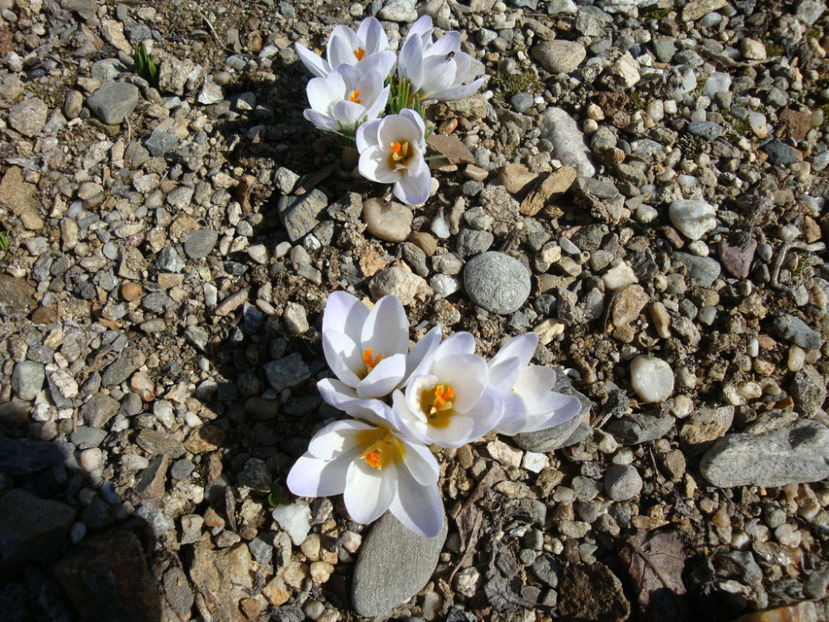 Crocus vernus subsp. albiflorus (Kit. ex Schult.) Ces.1844. - Genul Crocus