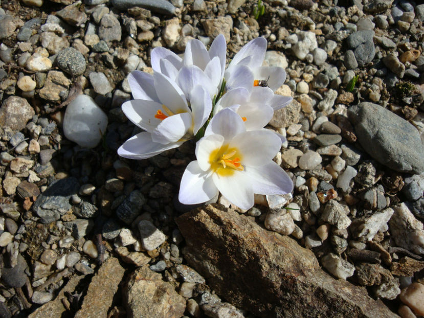 Crocus vernus subsp. albiflorus (Kit. ex Schult.) Ces.1844. - Genul Crocus