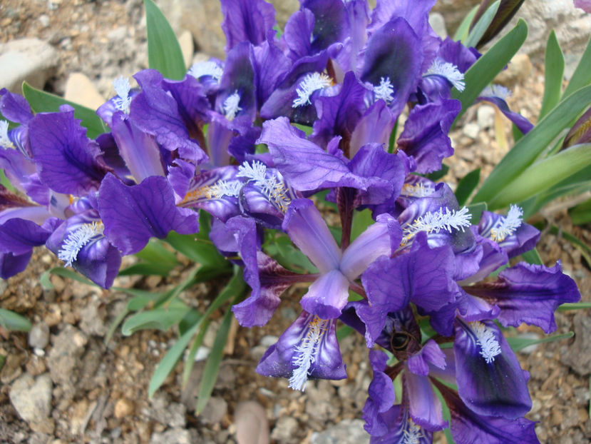 Iris pumila L. 1753. - Genul Iris