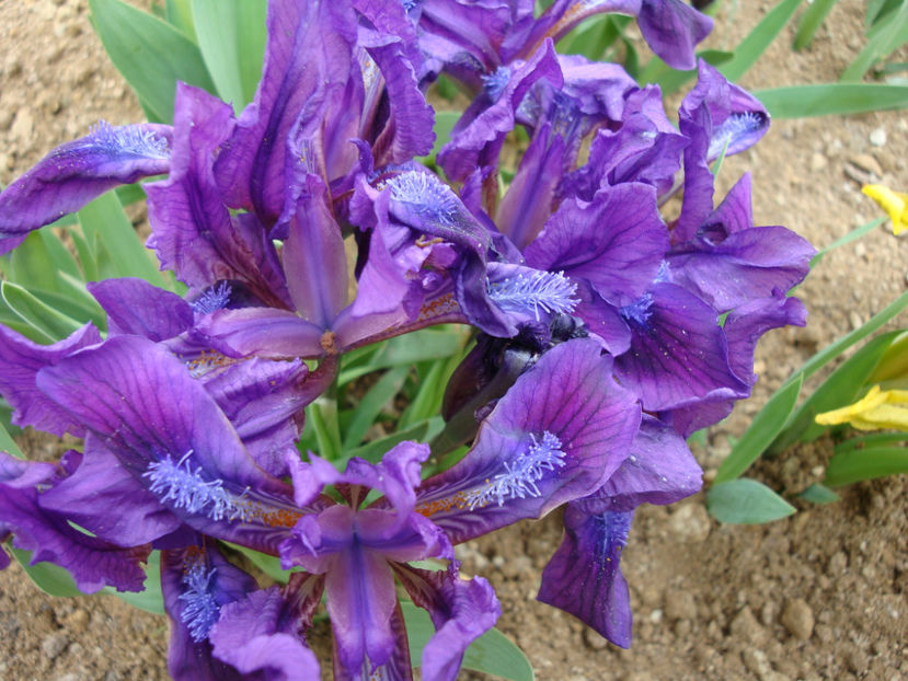 Iris pumila L. 1753. - Genul Iris