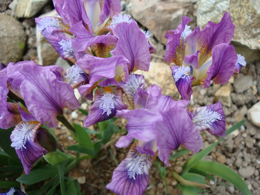 Iris pumila L. 1753. - Genul Iris