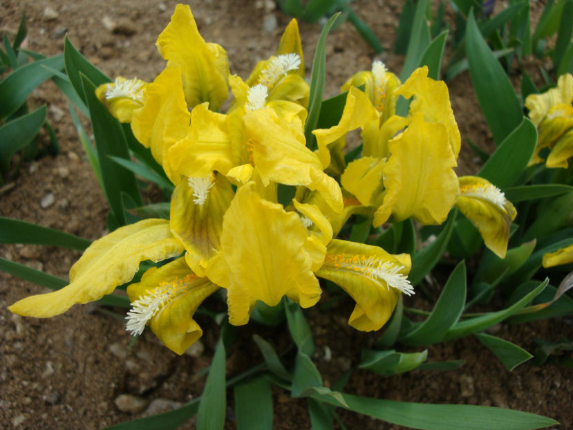 Iris pumila L. 1753. - Genul Iris