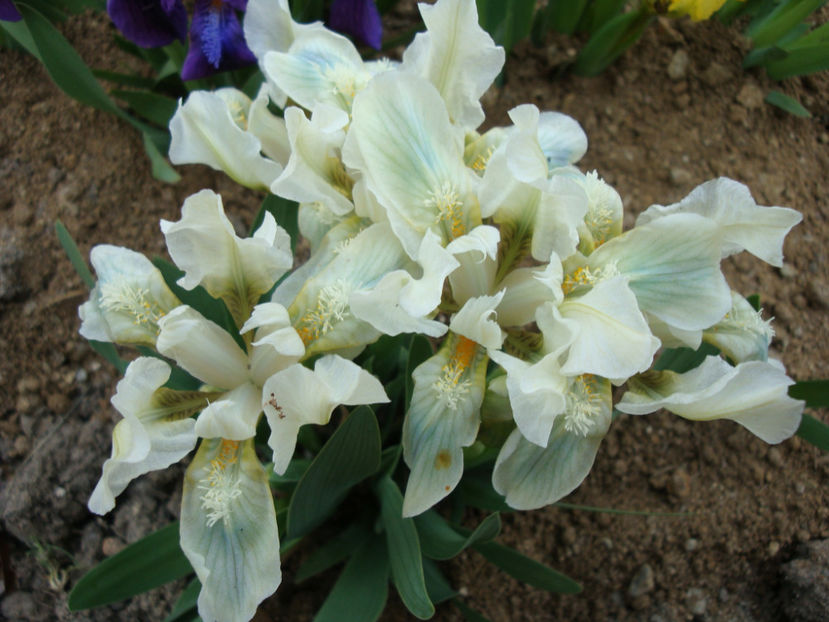 Iris pumila L. 1753. - Genul Iris