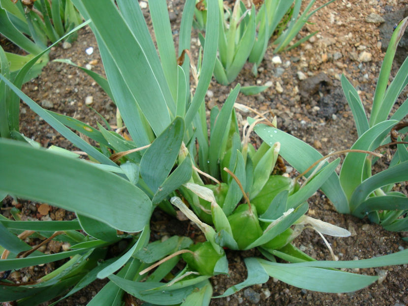 Iris pumila L. 1753. - Genul Iris