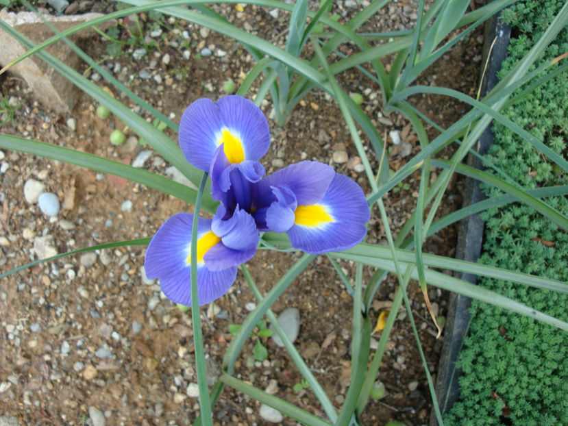 Iris x hollandica - Genul Iris