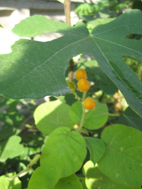 Picture 8454 - Tamarillo