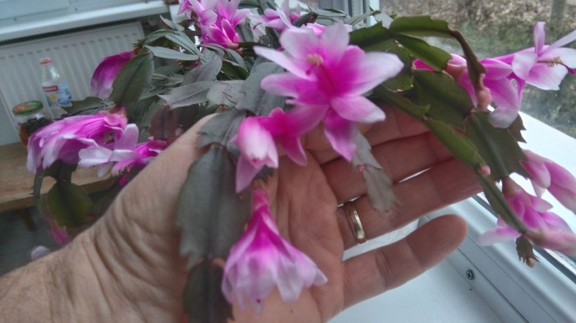 ianuarie 2018 - Flori apartament