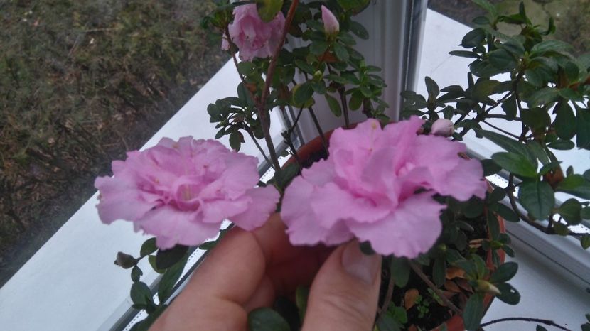 azalee 12.01.2018 - Flori apartament