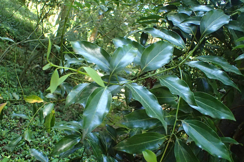  - Cinnamomum pedunculatum