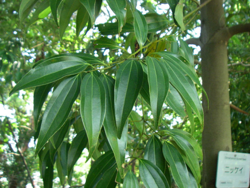  - Cinnamomum pedunculatum