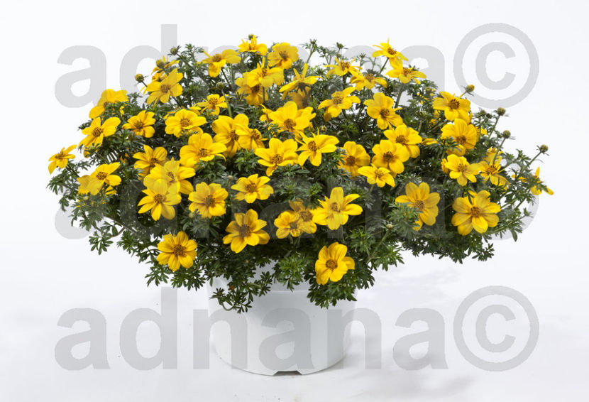  - Bidens ferulifolia - Ochi de aur