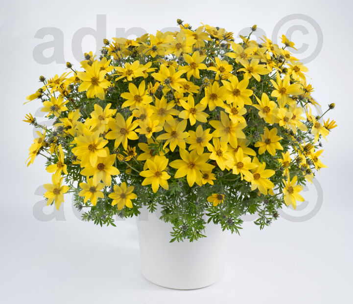  - Bidens ferulifolia - Ochi de aur