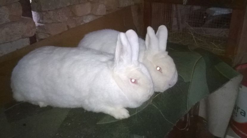  - 03 NEOZEELANDEZ ALB