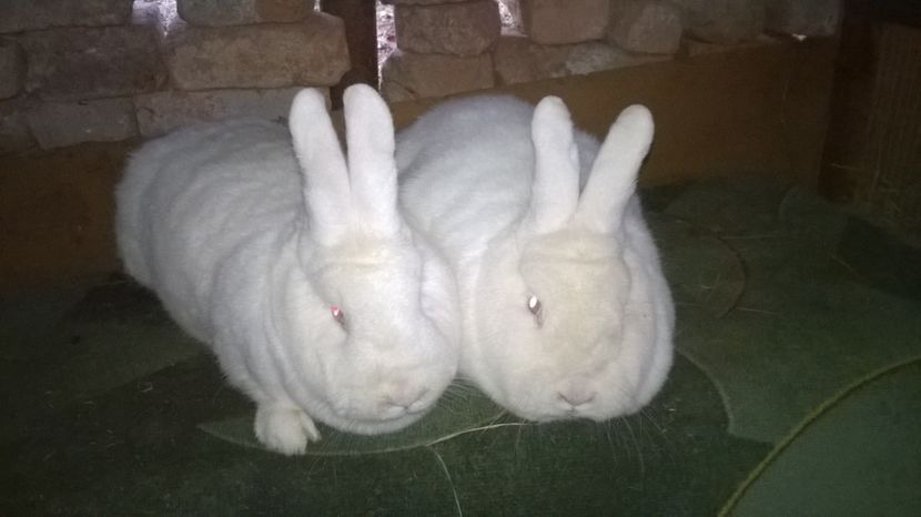  - 03 NEOZEELANDEZ ALB