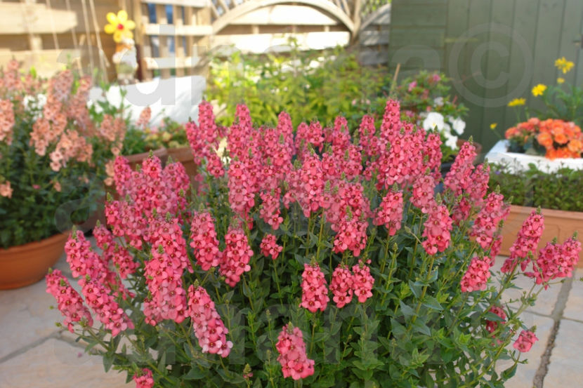  - Diascia barberae - Regina Rose