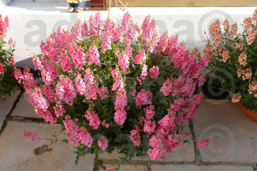  - Diascia barberae - Regina Rose