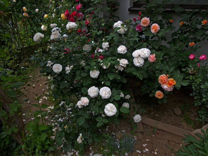 winchester cathedral 2017-4 ani - austin - Winchester cathedral