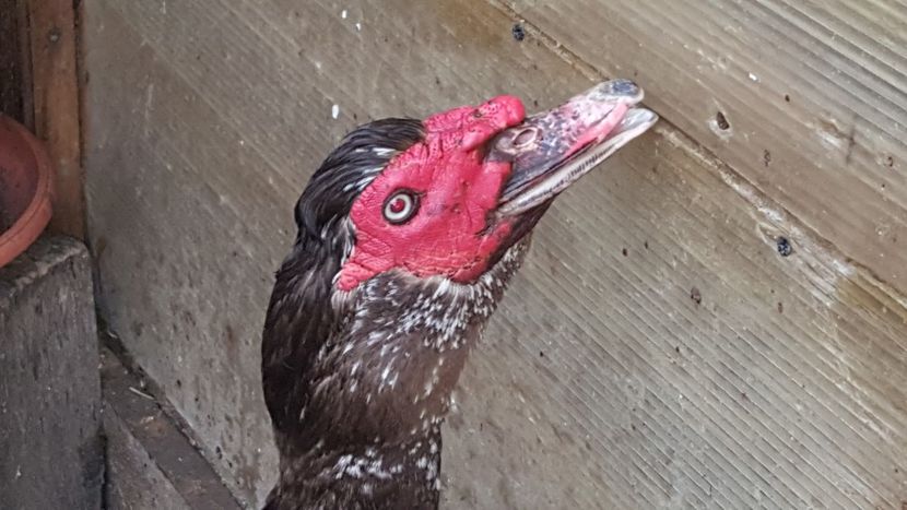 Profil de neamt - 0001 rate lesesti matca 2018