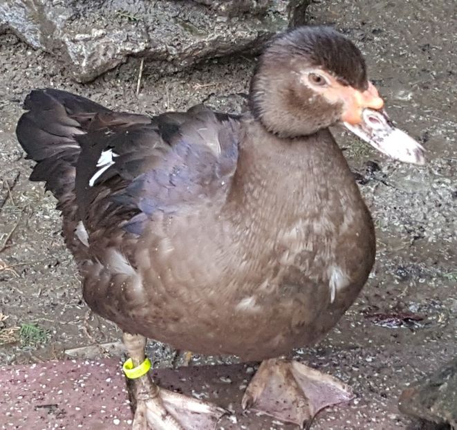 Tardiva - 0001 rate lesesti matca 2018