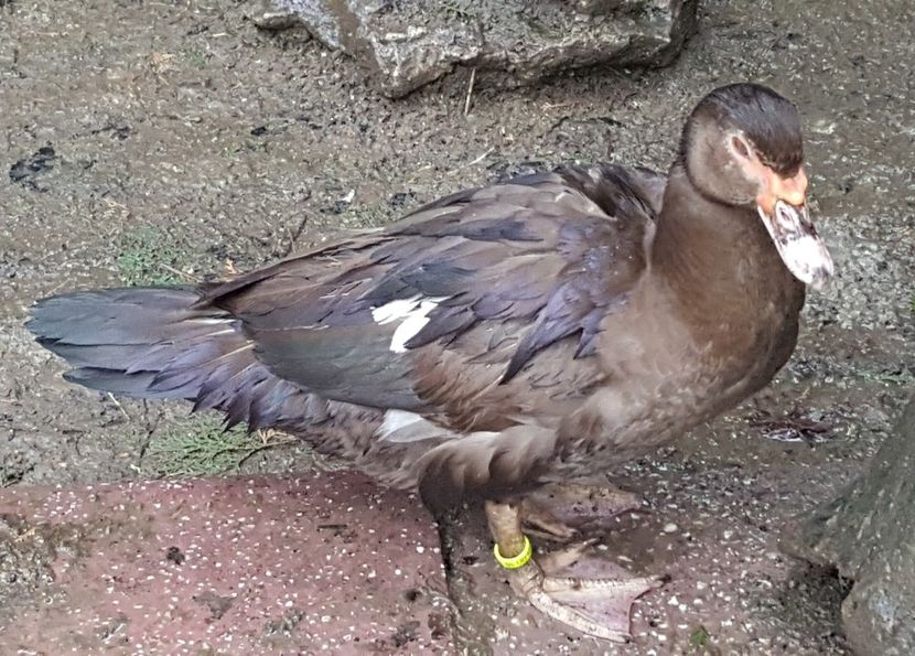 Tot ea - 0001 rate lesesti matca 2018