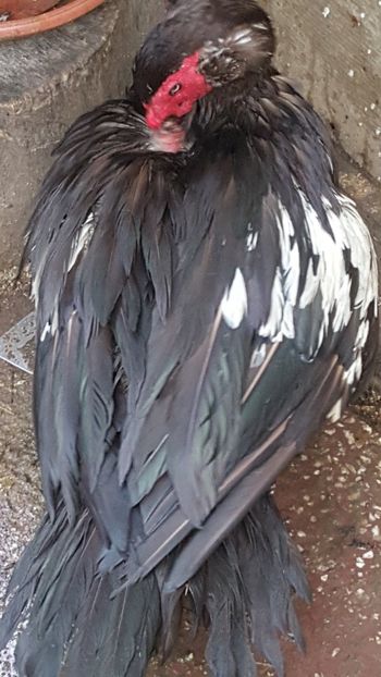 Detalii culoare - 0001 rate lesesti matca 2018