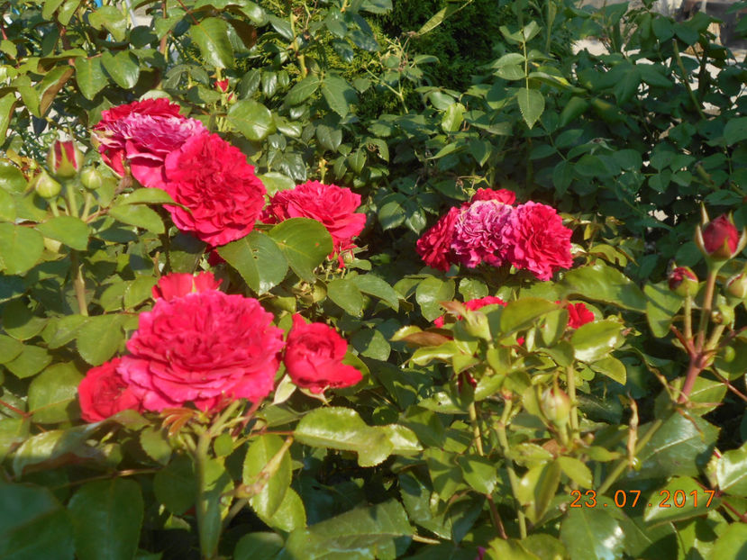  - Red Leonardo Da Vinci