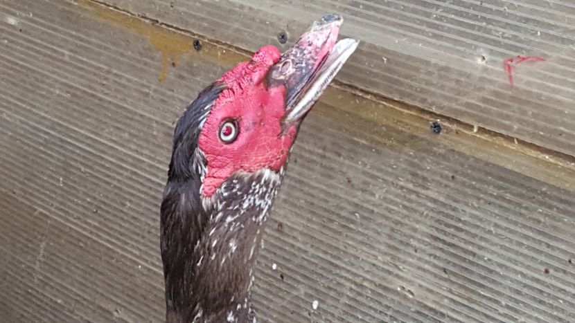 Ochi de soim - 0001 rate lesesti matca 2018