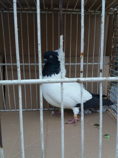  - Calugarite engleze