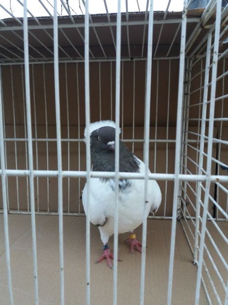  - Calugarite engleze