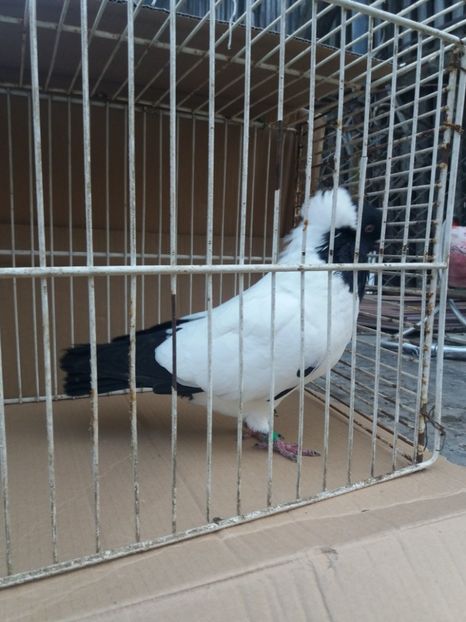  - Calugarite engleze