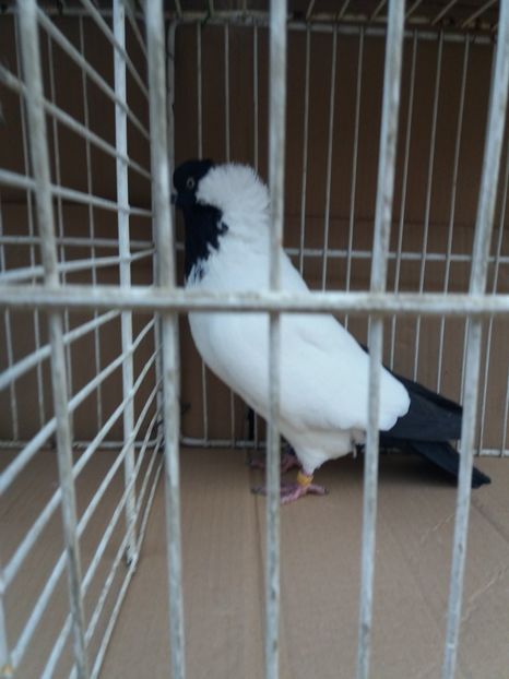  - Calugarite engleze