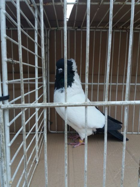  - Calugarite engleze