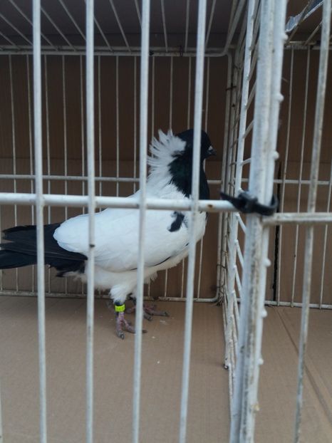  - Calugarite engleze