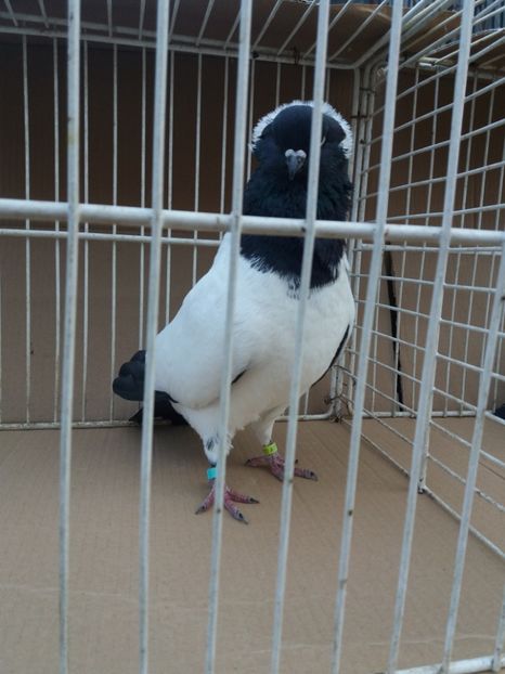  - Calugarite engleze