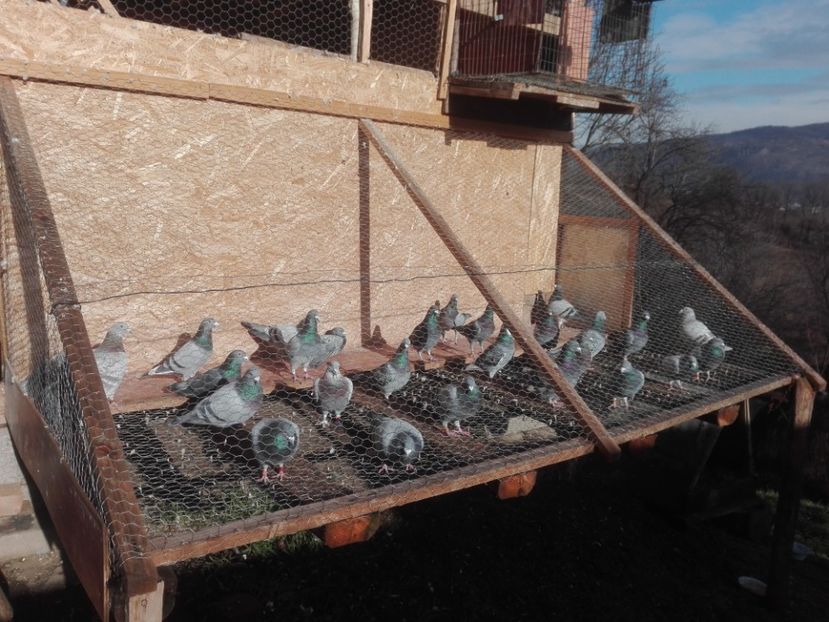  - Masculi Reproducție 2018